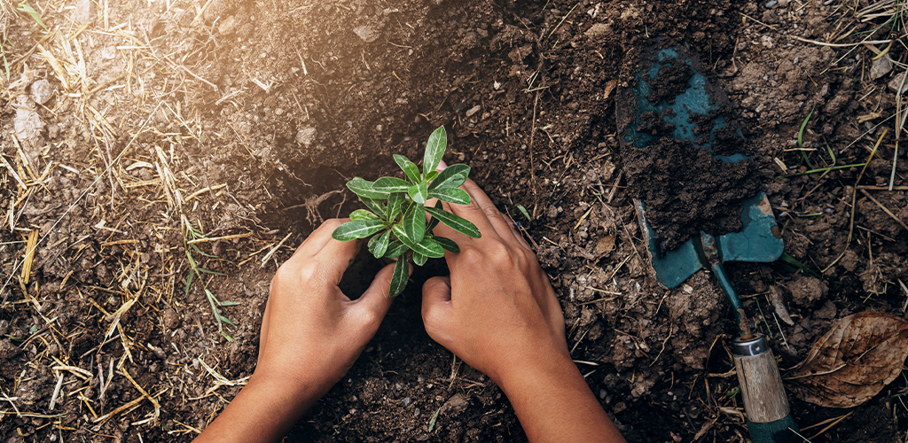 Tree planting event for business marketing